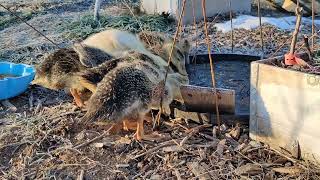 32 Day Old Silver Appleyard ducks RUN [upl. by Eddina]