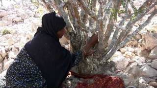 Frankincense Harvesting  Young Living Essential Oils [upl. by Lehcer648]