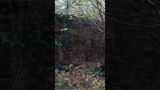 Britains Forgotten WW2 Bunkers Hidden In The Woods bunker exploring ww2 [upl. by Naylor]