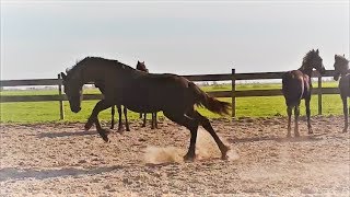 Lets go Friesian horse yearlings [upl. by Emie]