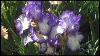 Presby Iris Gardens [upl. by Schecter]