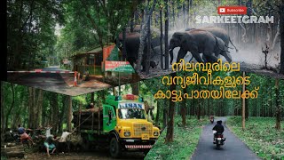 നിലമ്പൂരിലെ കാട്ടുപാത SARKEETGRAM Kerala tourism Nedungayam rain forest  Nedungayam eco turism [upl. by Attiuqal948]