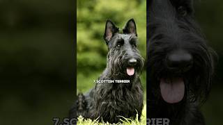 Top 10 loudest barking dog in the world😵Which one is your favorite🐶 [upl. by Minnie]