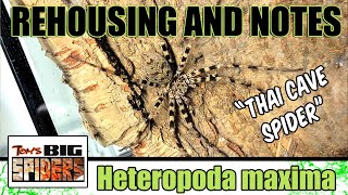 Heteropoda maxima quotThai Cave Spiderquot Rehouse and Update [upl. by Asia347]