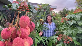 Lychee fruit harvest amp my personal experience growing this fruit 🌳 [upl. by Fritze467]