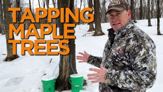 Tapping Maple Trees in Wisconsin [upl. by Nuajed]