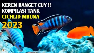 Rekomendasi settingan aquarium cichlid mbuna terbaik [upl. by Wende]