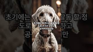 베들링턴테리어의 특성  Bedlington Terrier [upl. by Florri]