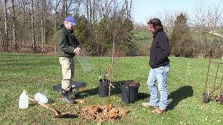 HowTo Plant an Apple Tree Everything you need to know [upl. by Thema]