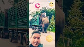 Hathi truck mein kaise chadhta hai ขอบคุณที่ติดตาม ช้างน่ารัก funny elephant rynottolaugh [upl. by Madid]