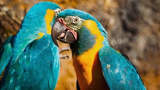 Beautiful Blue Throated Macaws [upl. by Adnahsed]