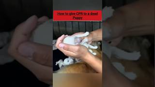 How to Give a Puppy CPR  rescuedog educationalshorts cpr [upl. by Lenka]