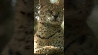 serval lynx cat catrelaxing nature scenic nature lynx [upl. by Lenoil]