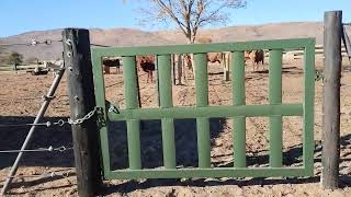 VOERKRAAL SUID AFRIKA FEEDLOT SOUTHAFRICA [upl. by Enimaj]