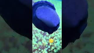 The WEIRDEST little creatures in my REEF TANK [upl. by Waine]