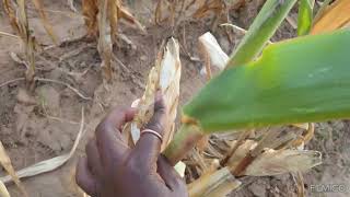 Taking another walk around our farm in Zambia Africa 🇿🇲 farmlife farmer farming zambia africa [upl. by Tonkin]