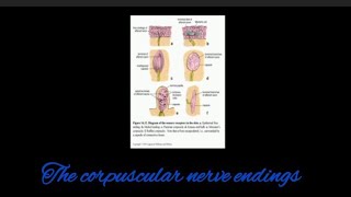 the corpuscular nerve endings [upl. by Aleekahs]