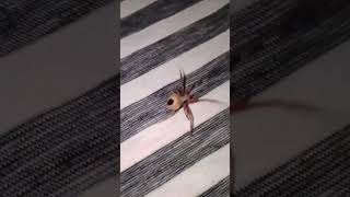 Gapang ng gagambang Bohol 😱 gagamba spider [upl. by Othelia326]