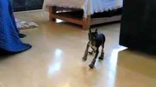 Miniature Pinscher Walks Funny [upl. by Mandel]