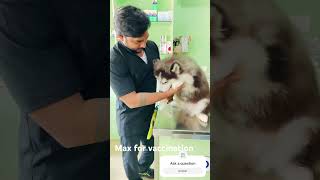 Dog vaccination huskeyMAX at clinic shorts ytshorts youtubeshorts dogs pets [upl. by Conlen]