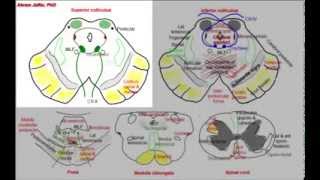 Midbrain simplified sections of internal structure [upl. by Ettenaj]