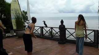 Wreathed Hornbill joins Qigong Retreat at Villa Boreh in Bali [upl. by Zachar]