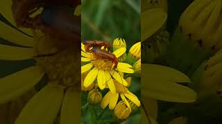 Rhagonycha fulva  Hogweed Bonking Beetle  Téléphore fauve  Mating Time [upl. by Cargian]