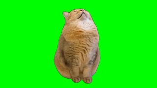 Sleeping Cat Meme Green Screen Chroma Key Template [upl. by Pauwles]