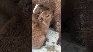 Little baby capybara I envy the mental state of the capybara Capybara [upl. by Sirahs517]