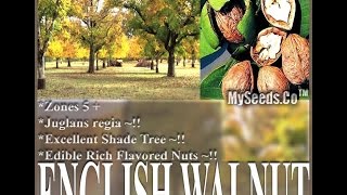 English Walnut Juglans regia TREE SEEDS  Excellent Shade Tree SEEDS on wwwMySeedsCo [upl. by Suehtomit]