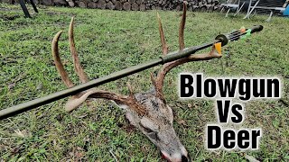 Blowgun Vs Deer Penetration Test [upl. by Eeralav]