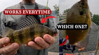 How To Catch Any FISH From The DOCKS  PANFISHING Pymatuning Reservoir fishing fishingvideo [upl. by Iek]