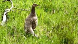 Female pheasant with lots of chicks [upl. by Yanehc]