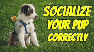 3 Steps to Socialize Your Puppy [upl. by Jegger]