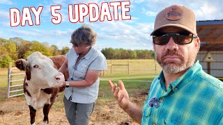 Is Our New Cow Loving or Hating the Farm 5Day Update [upl. by Anitram181]