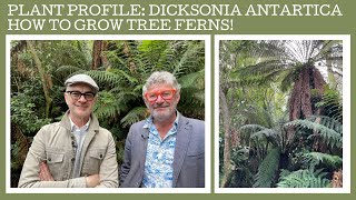 Plant Profile Dicksonia antarctica  how to grow Australian tree ferns [upl. by Mchugh]