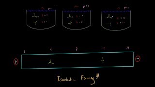 Isoelectric Focusing becomes Super Simple using this Trick Biochemistry MCAT Part 1 [upl. by Hsemin]