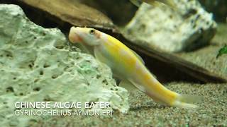 Chinese Algae Eater  Gyrinocheilus Aymonieri [upl. by Sherris]