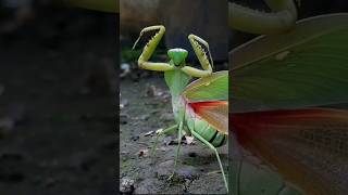 Praying Mantis shorts prayingmantis [upl. by Onifled]