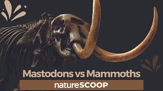 How to tell mastodons apart from mammoths [upl. by Willey432]