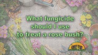 One Fungicide to Treat All Common Rose Fungal Diseases [upl. by Titos]