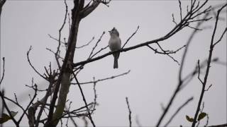 Tufted Titmouse Song [upl. by Ahtreb]