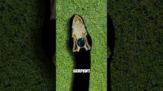 La vérité derrière la pierre du serpent 😱😱 shorts faits [upl. by Teahan]