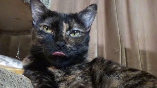 Beautiful Tortoiseshell Cat Relaxing in a Cat Scratcher Lounger Chair [upl. by Elleraj]