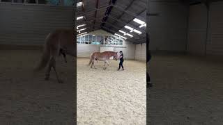 Horse training groundwork horsetraining paard liberty [upl. by Larissa433]