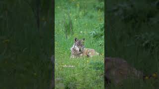 Foxes are Small and Medium Size Mammals foxes wildanimals animalfacts [upl. by Kinata]