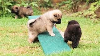 Eurasier puppies 45 weeks old [upl. by Hosfmann]