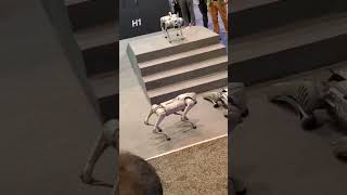 Unitree Go2 Robot Dog Falling Over Unitree B2 Robot CES 2024 CES CES2024 [upl. by Fiorenza]