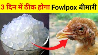 Fowlpox बीमारियो का रामबाण देसी इलाज़Best Natural Treatment For Fowlpox in chickens [upl. by Phare945]