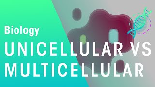 Unicellular vs Multicellular  Cells  Biology  FuseSchool [upl. by Yrreiht]